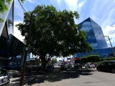 Identifican y conservan árboles patrimoniales de Irapuato