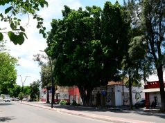 Prueban protección de árboles patrimonio