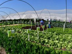 Inauguran edición 28 de expo agroalimentaria Guanajuato