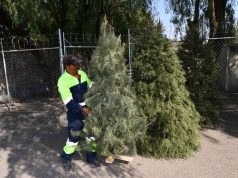 Invitan a reciclar árboles naturales