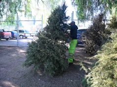 Reciclan arbolitos navideños naturales