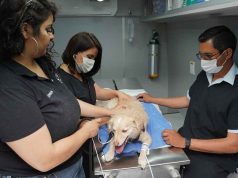 Crean Conciencia en Cuidado de Mascotas