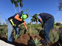Distinguen a Irapuato como ciudad árbol
