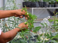 Ofrecerán talleres por día de la tierra