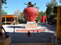 DEVELAN ESCULTURA DE LA FRESA DE ORO