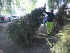 INVITAN A PARTICIPAR EN CAMPAÑA DE ACOPIO DE ÁRBOLES NAVIDEÑOS NATURALES